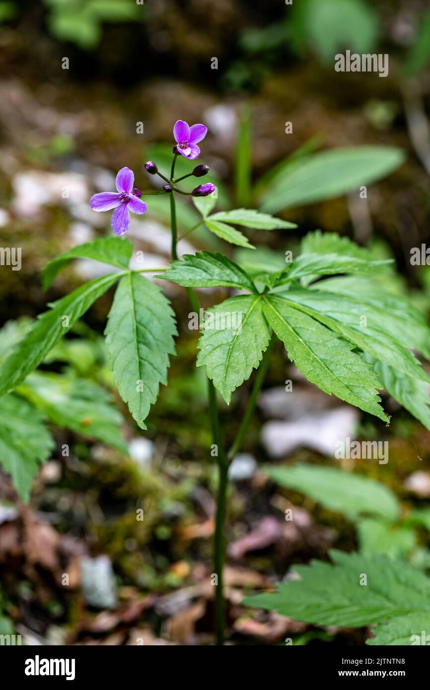 Cardamine pentaphyllos flower in meadow Stock Photo