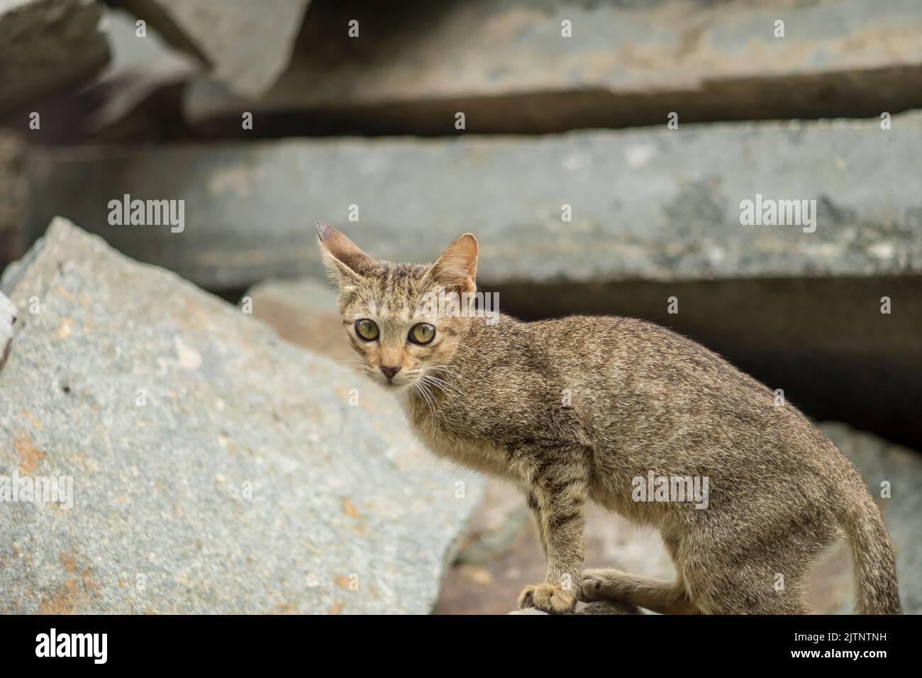 feral cats are active around the clearing, they breed dozens of