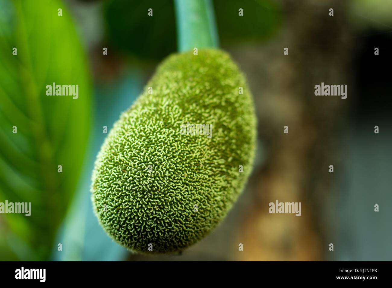 Unripe or young green jack-fruit can be consumed raw as it is good for health. Jack-fruit is very versatile and can be eaten raw or cooked. Stock Photo