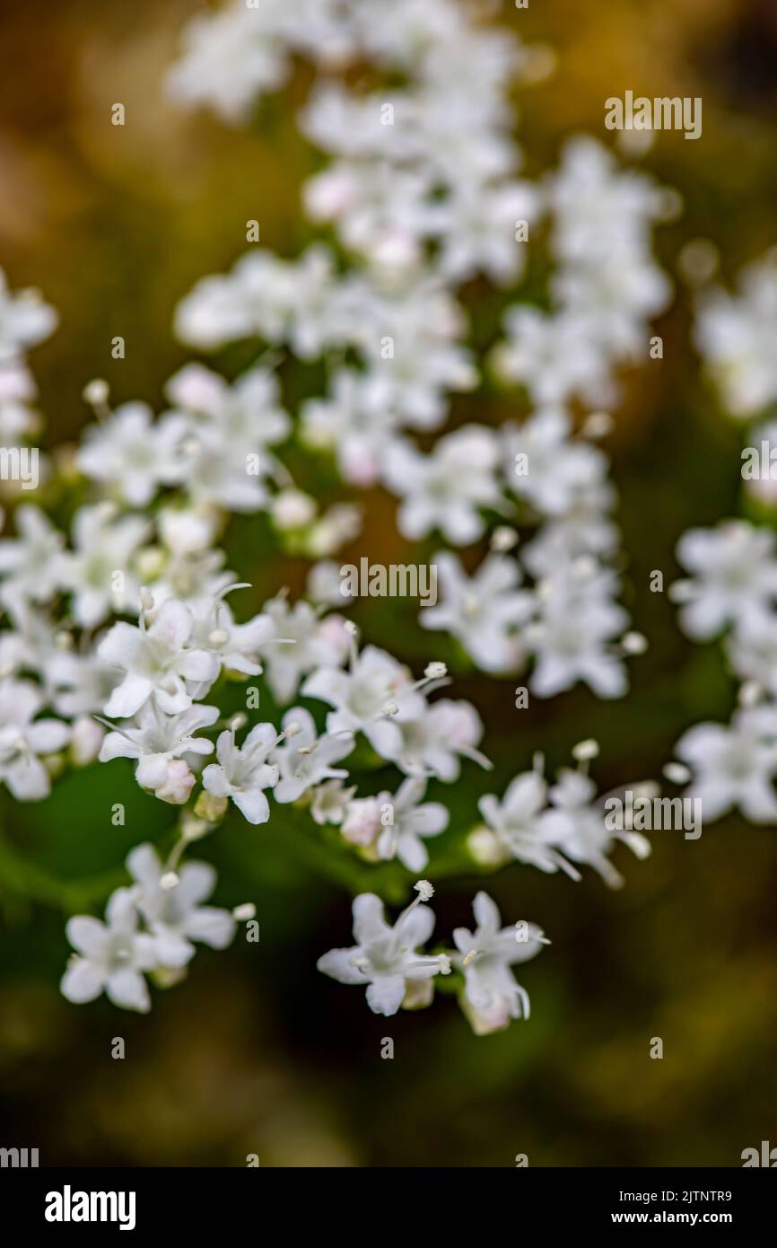 Valeriana tripteris flower growing in meadow, close up Stock Photo