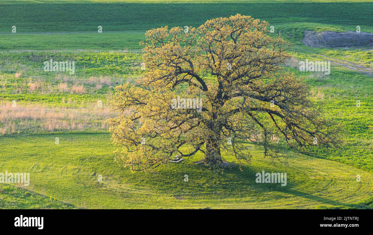 Burr oak bud hires stock photography and images Alamy