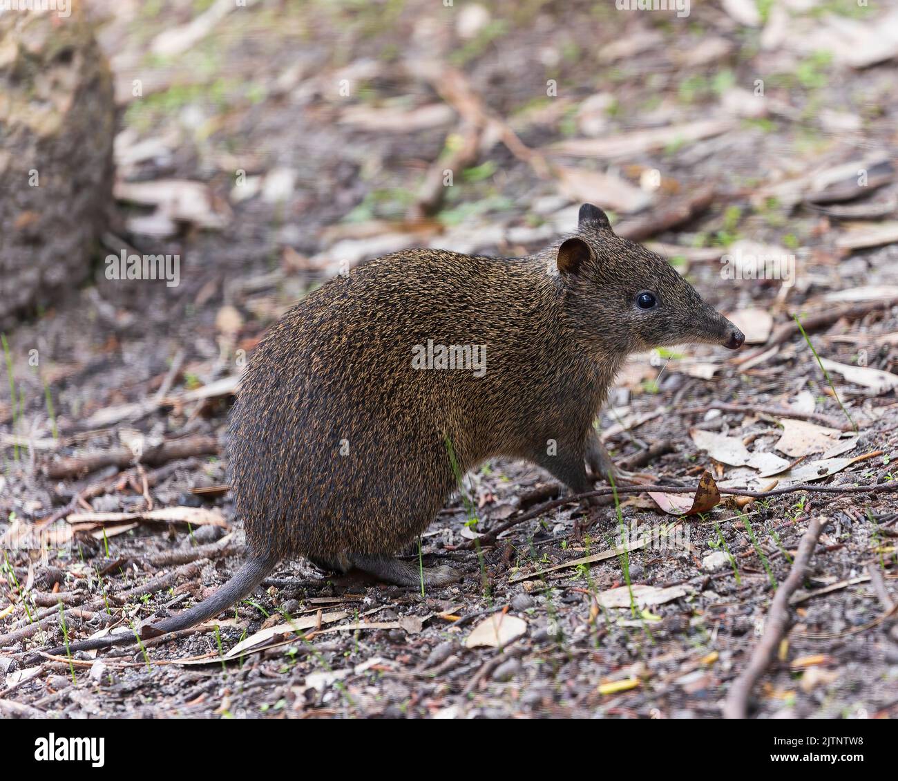 A small marsupial with a long pointed nose, black eyes and small round ears Southwestern Brown Bandicoot or Quenda (Isoodon fusciventer) Stock Photo