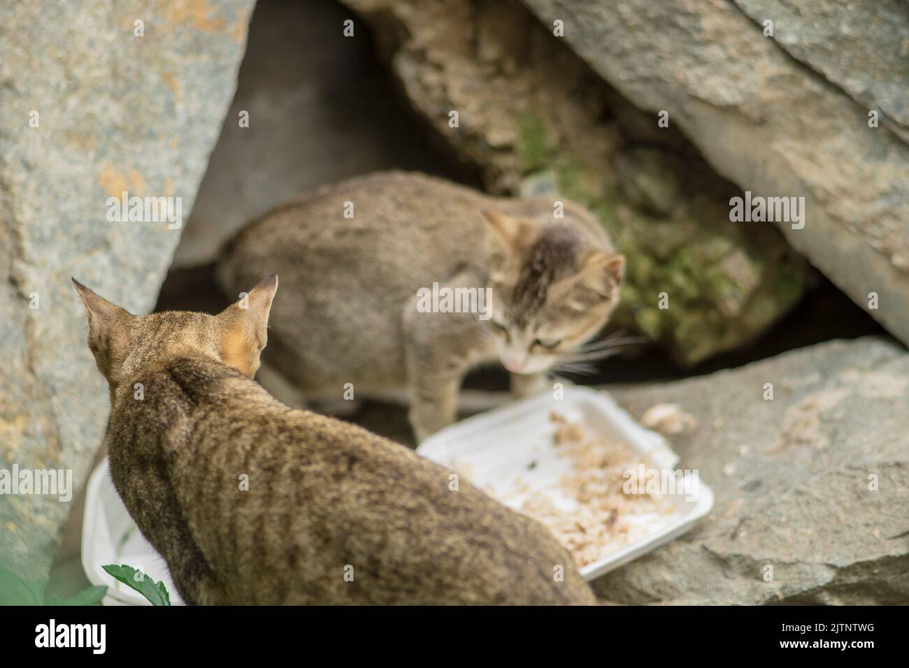 feral cats are active around the clearing, they breed dozens of