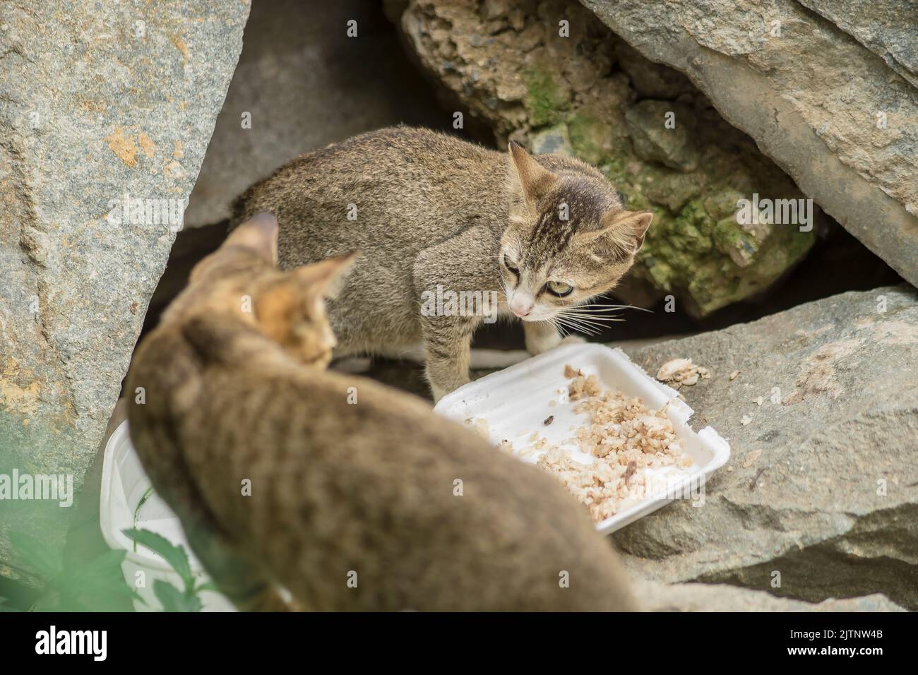feral cats are active around the clearing, they breed dozens of