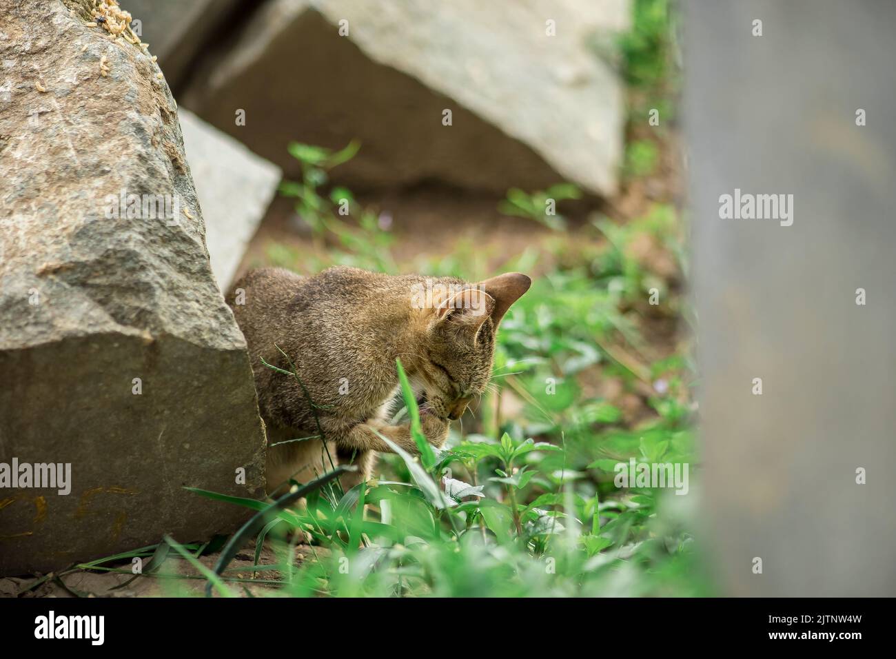 feral cats are active around the clearing, they breed dozens of
