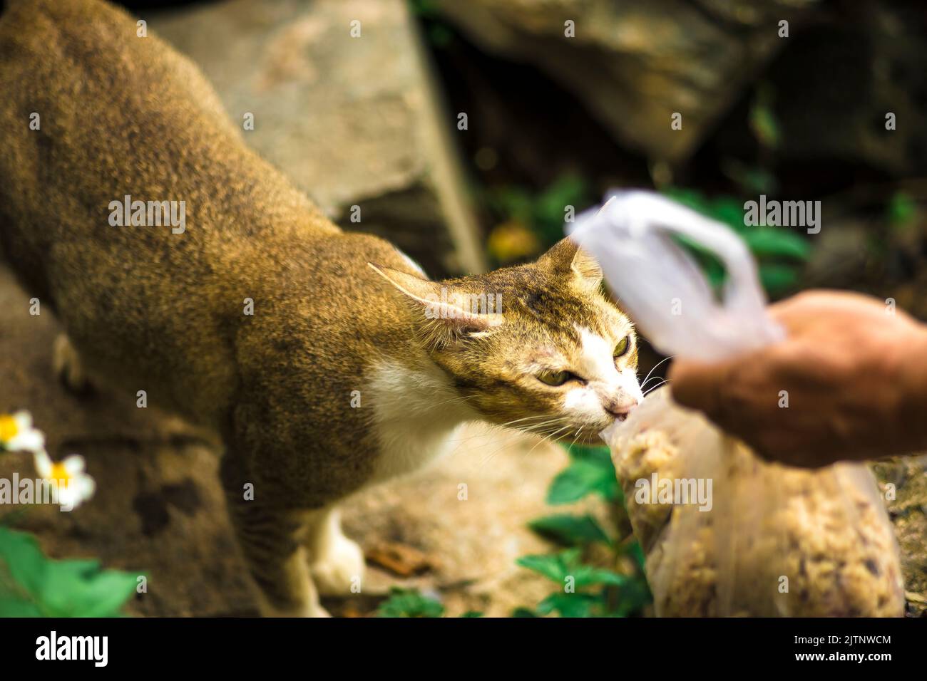 feral cats are active around the clearing, they breed dozens of