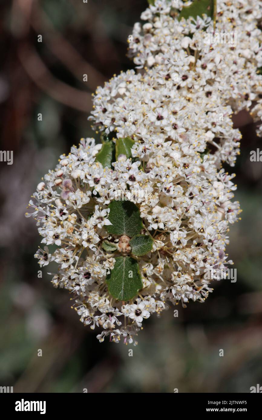 White flowering cymose umbel inflorescences of Ceanothus Perplexans, Rhamnaceae, native shrub in the Volcan Mountains, Peninsular Ranges, Springtime. Stock Photo