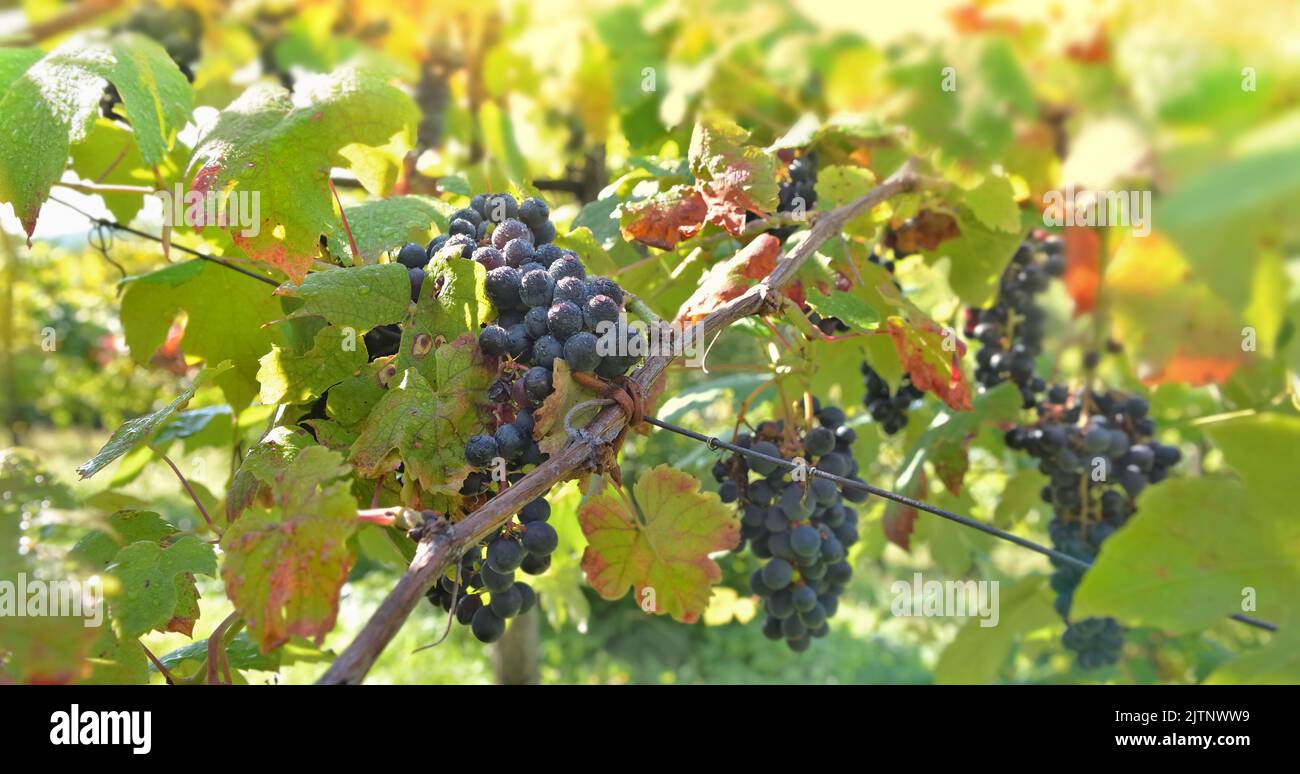 close up on  wet black grapes  growing in a sunny vineyard among foliage Stock Photo