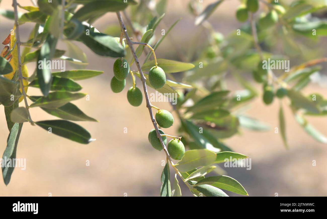 closeup on fresh olive growing in a branch of the tree Stock Photo