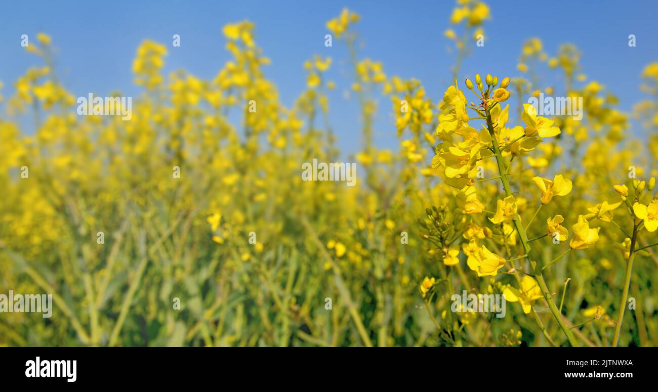 close up on yellow flowers of rapeseed growing in a field under blue sky Stock Photo