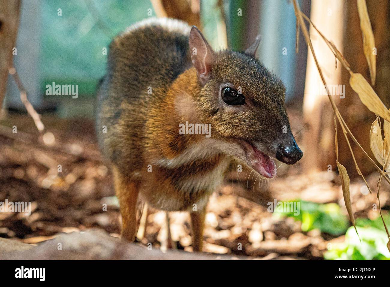Otis, a one-year-old Lesser Malay Mouse Deer at Bristol Zoo Gardens ahead of its closure in Saturday. The attraction is to close after 186 years and is set to move to a site in south Gloucestershire after its site in Clifton was sold to cover funding shortfalls caused by the pandemic and a general fall in visitor numbers. Picture date: Wednesday August 31, 2022. Stock Photo