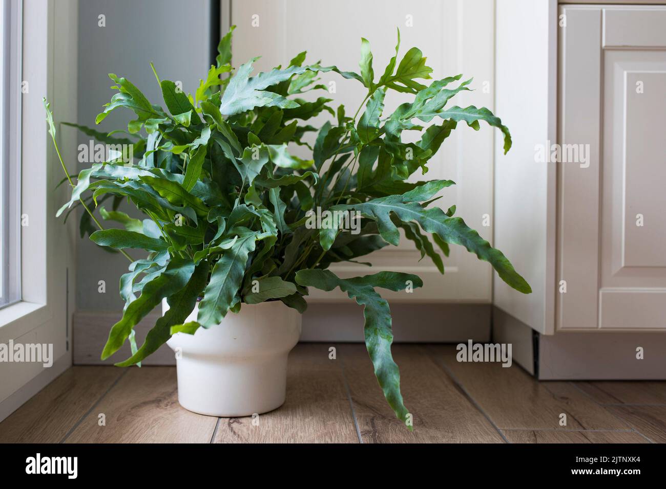 A plant of Blue Star fern (Phlebodium aureum), a fancy houseplant, on the floor in a house near a window. Stock Photo
