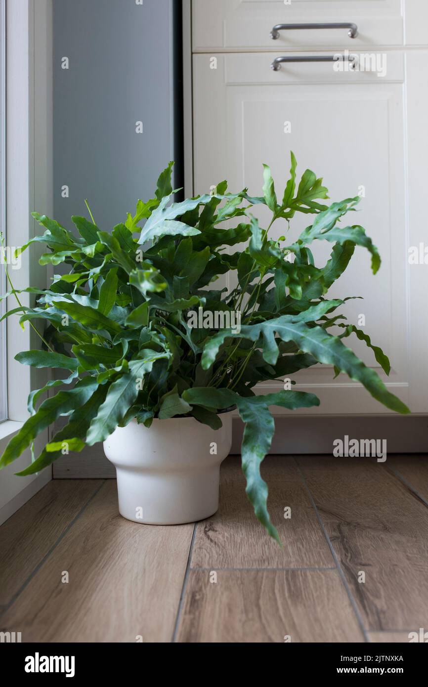 A plant of Blue Star fern (Phlebodium aureum), a fancy houseplant, on the floor in a house near a window. Vertical shot. Stock Photo