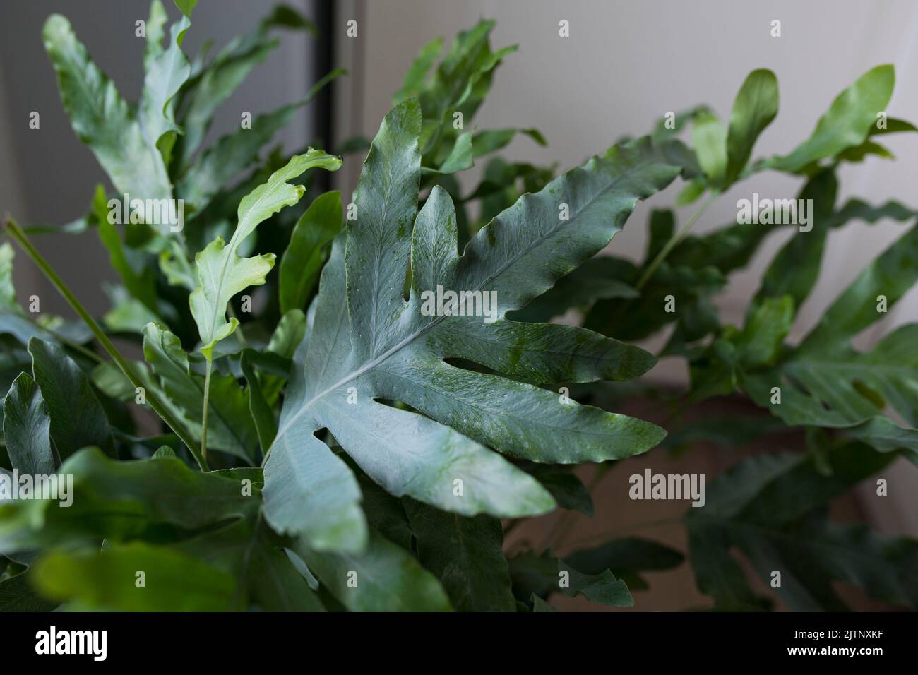 A plant of Blue Star fern (Phlebodium aureum), a fancy houseplant. Detail of a single leaf. Stock Photo