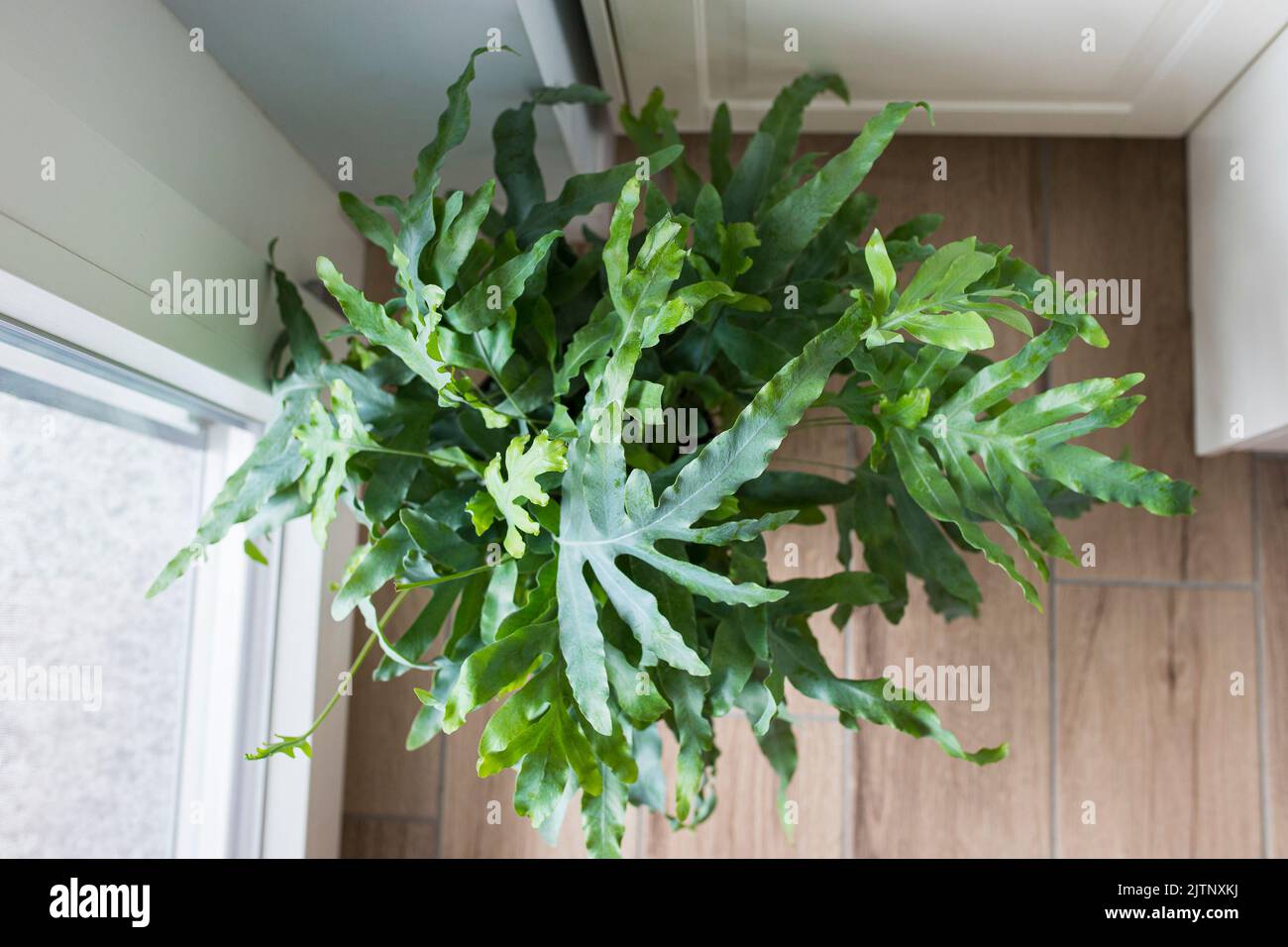 Top view of a plant of Blue Star fern (Phlebodium aureum), a fancy houseplant, on the floor in a house near a window. Stock Photo