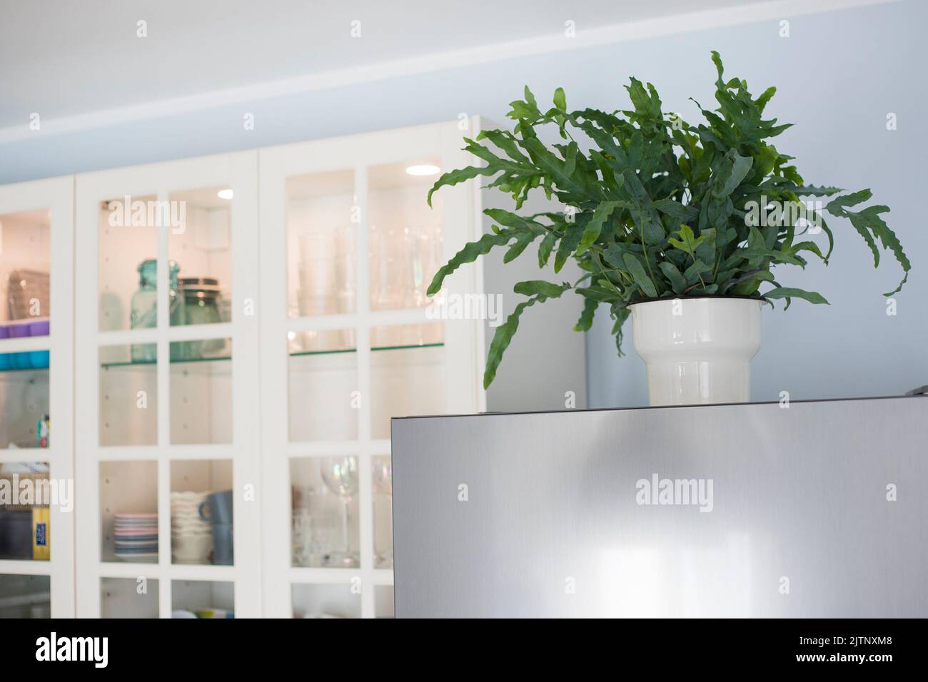 A plant of Blue Star fern (Phlebodium aureum), a fancy houseplant, on top of the fridge in a kitchen. Stock Photo