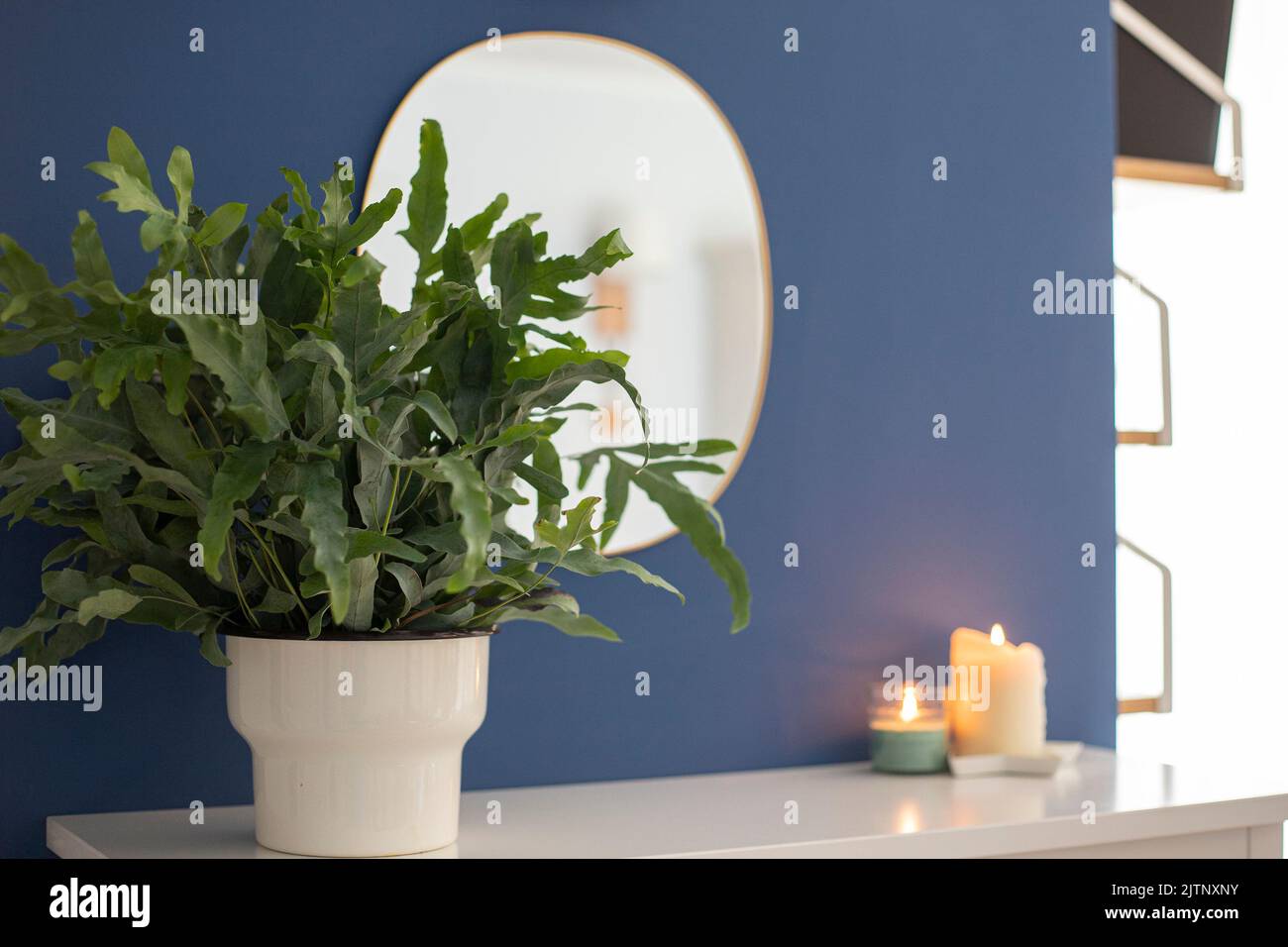 A plant of Blue Star fern (Phlebodium aureum), a fancy houseplant, over a white cabinet with blue walls, a mirror and candles. Stock Photo