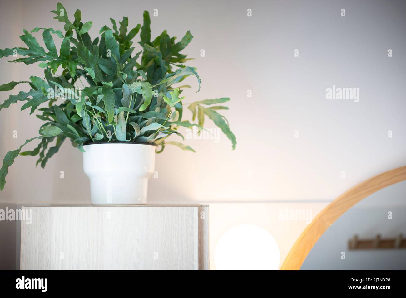 A plant of Blue Star fern (Phlebodium aureum), a fancy houseplant, on top of a wooden cabinet in  a bathroom. Stock Photo