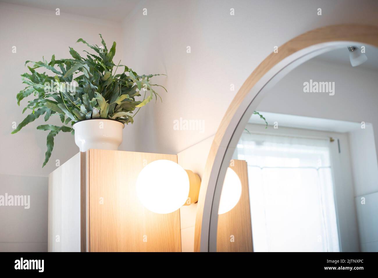 A plant of Blue Star fern (Phlebodium aureum), a fancy houseplant, on top of a wooden cabinet in  a bathroom with a round mirror. Stock Photo