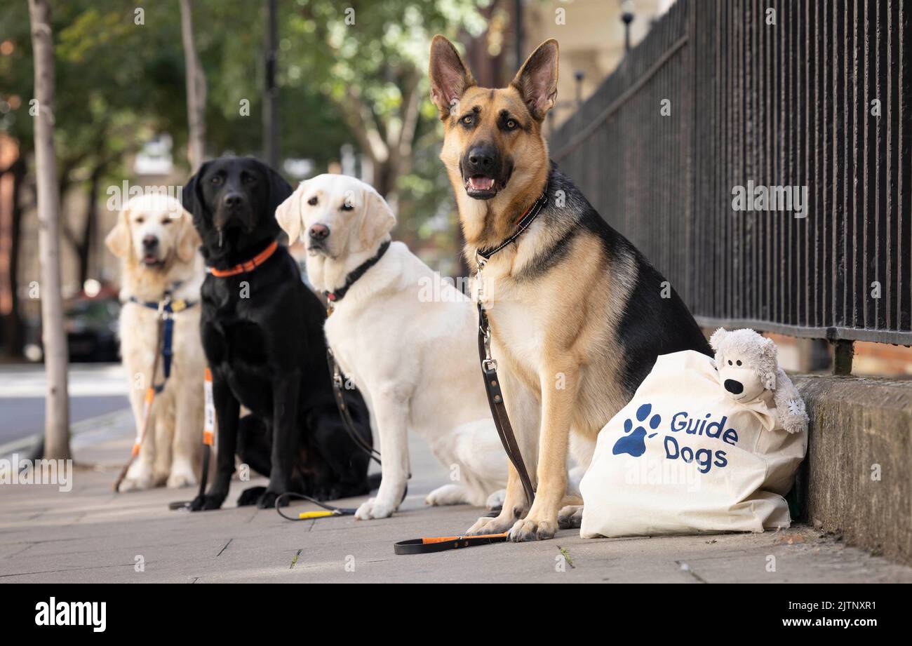 why do they only use labradors as guide dogs