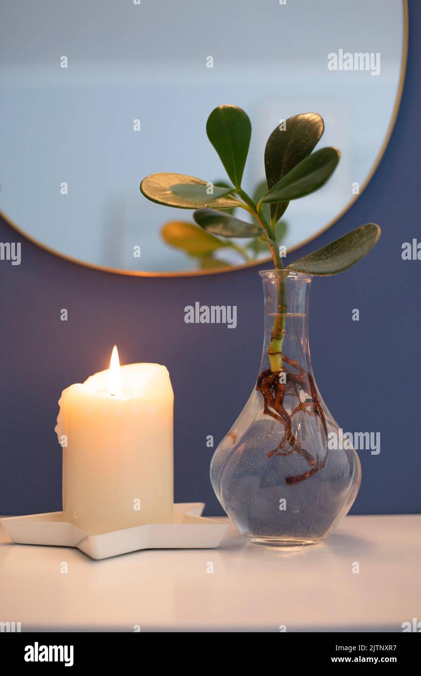 Hydroponic Clusia rosea princess plant, or Autograph plant, with lit candle, blue wall and round mirror. Vertical shot. Stock Photo