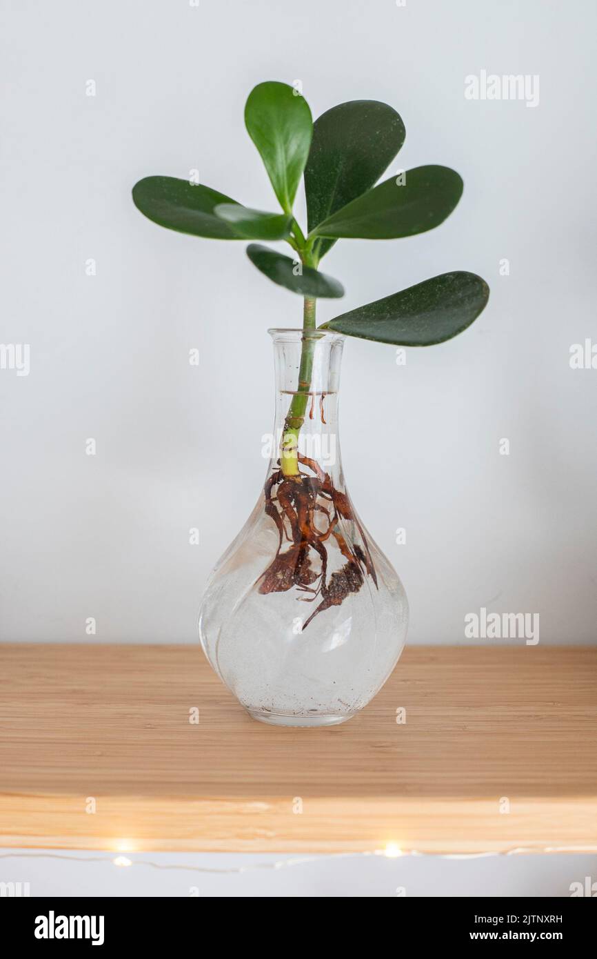 Hydroponic Clusia rosea princess plant, or Autograph plant, in a glass vase on a wooden shelf. Vertical shot. Stock Photo