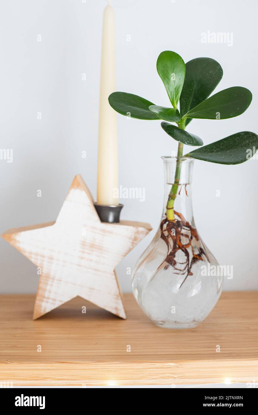Hydroponic Clusia rosea princess plant, or Autograph plant, in a glass vase on a wooden shelf with a star shaped candle holder. Vertical shot. Stock Photo