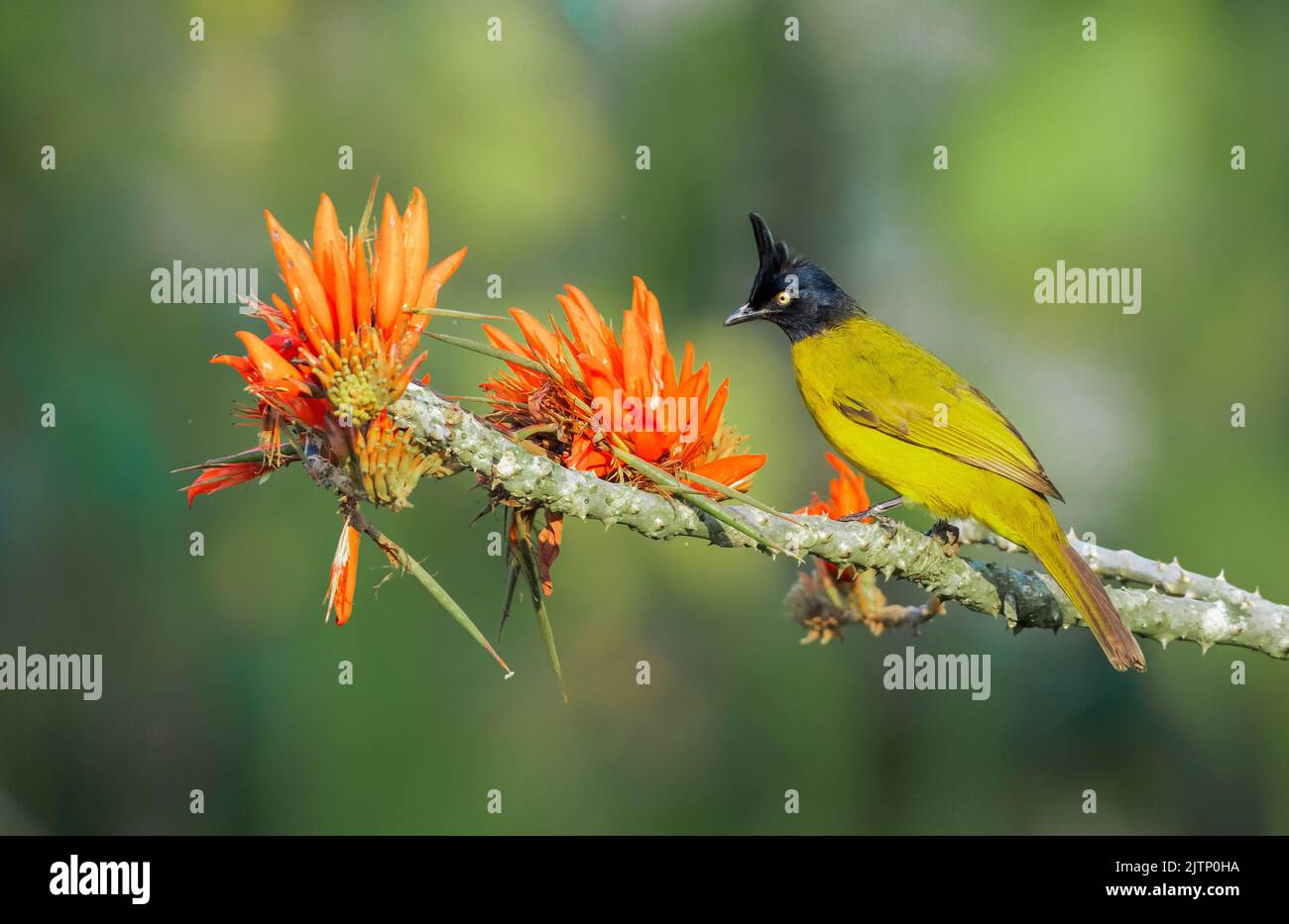 Birds with flower Stock Photo