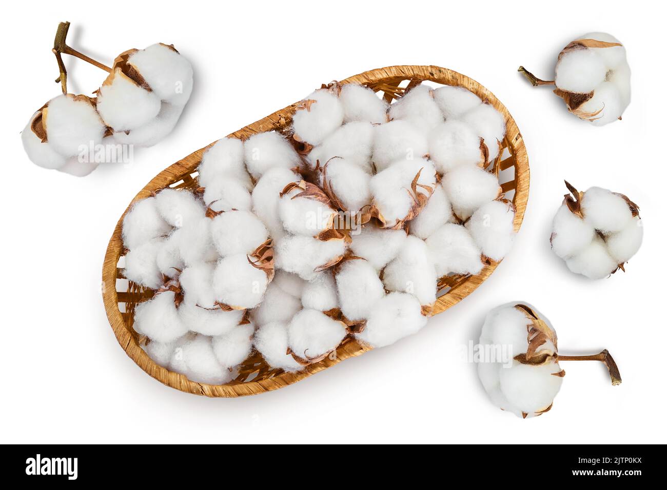 Cotton plant flower in a wicker basket isolated on white background