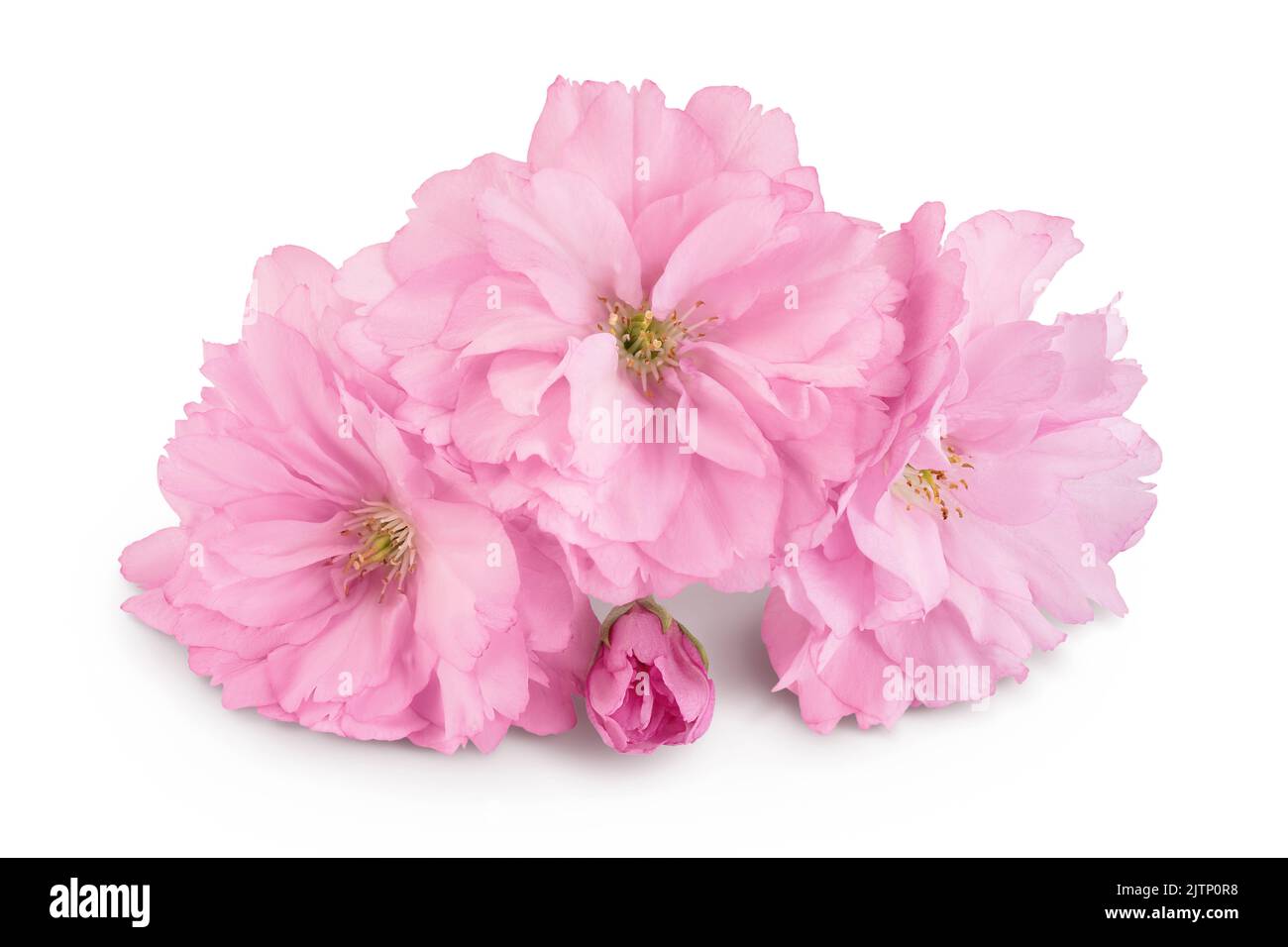 Sakura flower cherry blossom isolated on white background with full ...