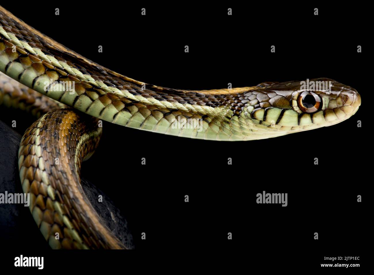 The Atotonilco Garter Snake (Thamnophis eques diluvialis) is endemic to Lake Chapala in Mexico. Stock Photo