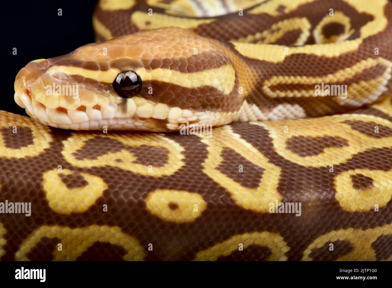 The Ball python (Python regius) is the most popular pet snake in the world. It is being bred in a huge variety of colors. Stock Photo