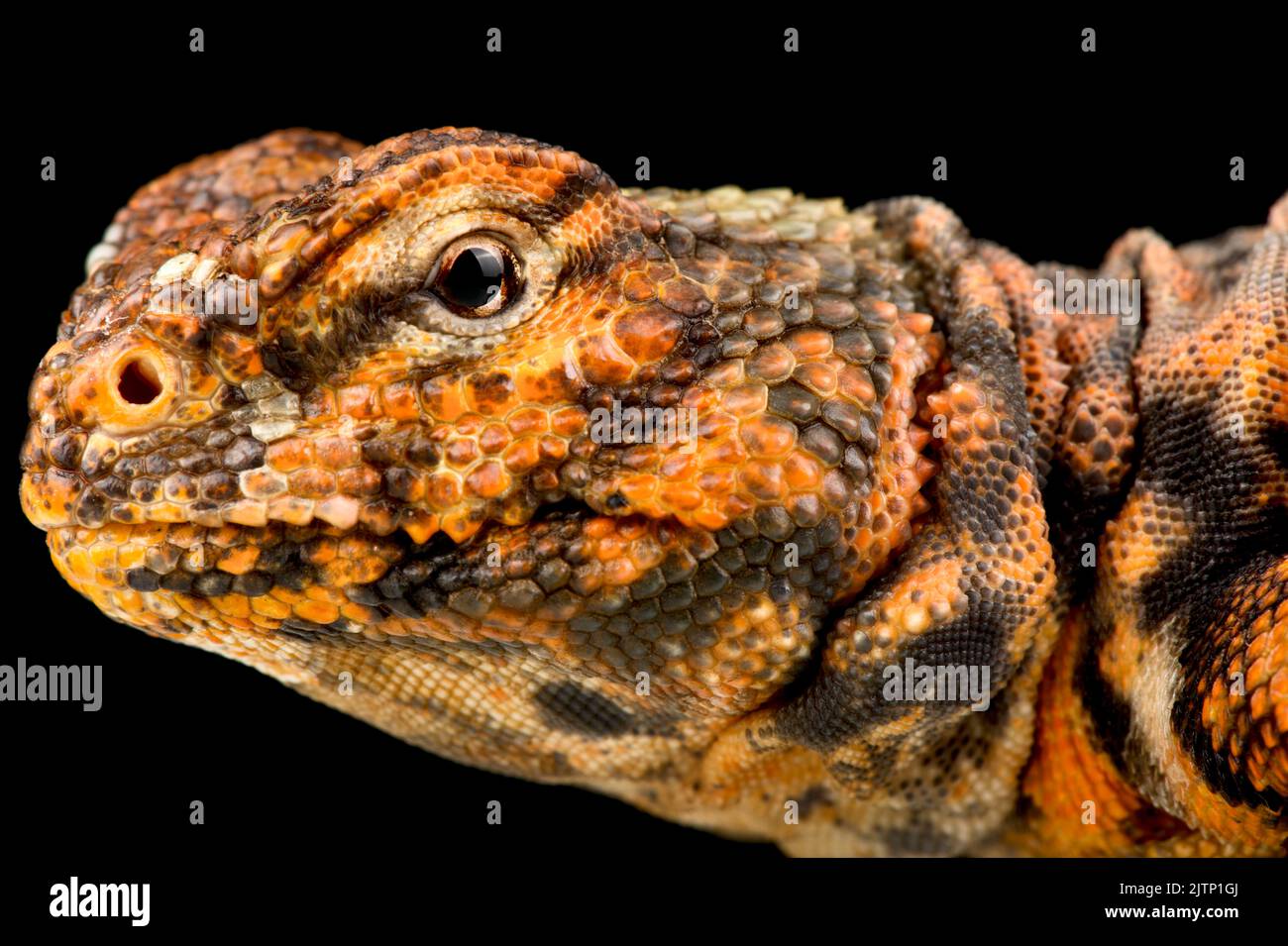 Geyr's Spiny-tailed lizard (Uromastyx geyri) Stock Photo