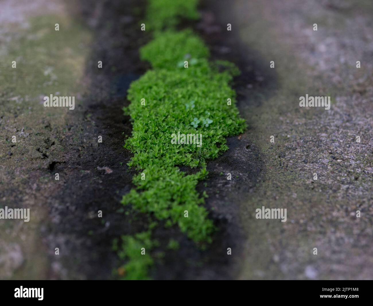Green moss on the wall texture background Stock Photo