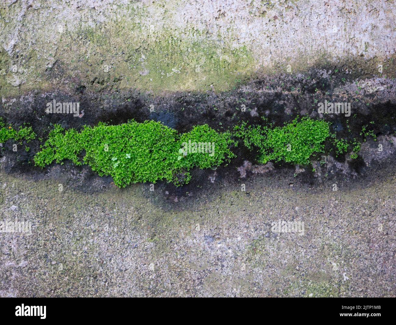 Green moss on the wall texture background Stock Photo