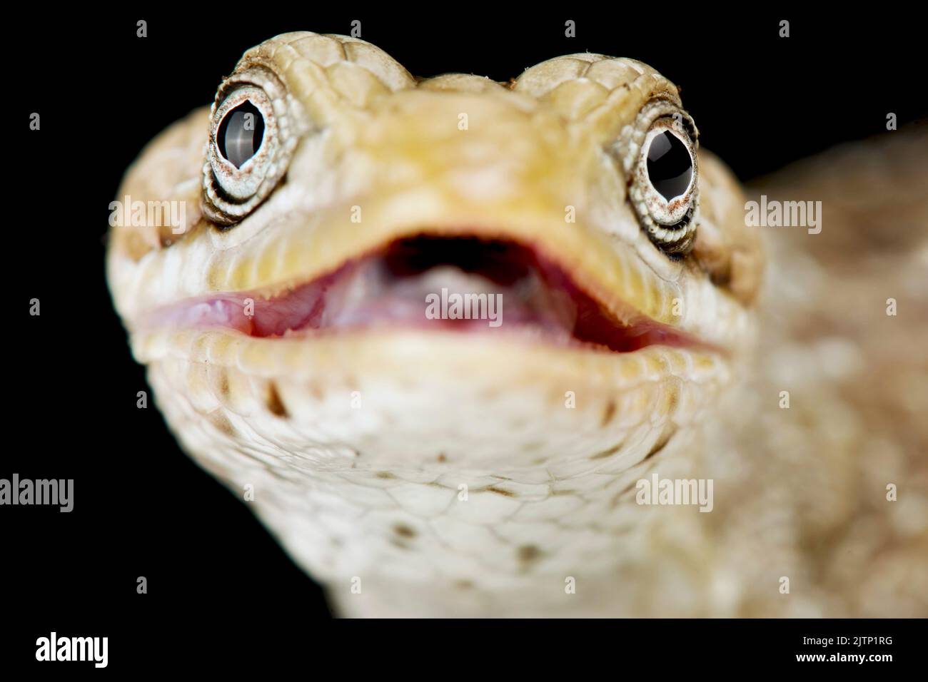 Texas alligator lizard (Gerrhonotus infernalis) Stock Photo