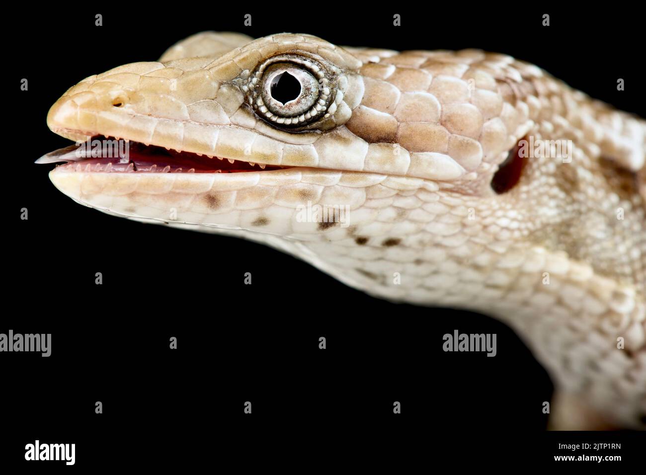 Texas alligator lizard (Gerrhonotus infernalis) Stock Photo