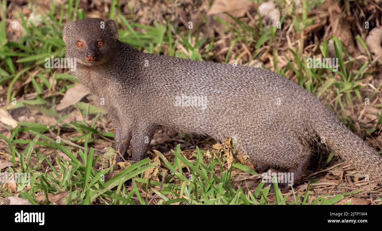Mongoose; meerkat; ferret; mongoose staring; Indian grey mongoose from