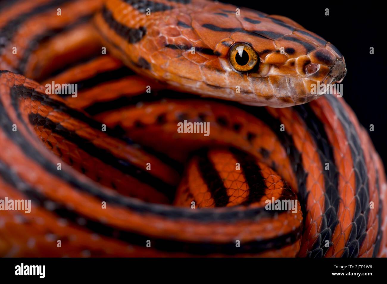 Red - Black striped snake (Bothropthalmus lineatus) Stock Photo