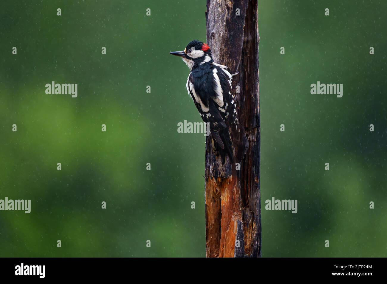 The great spotted woodpecker is a medium-sized woodpecker with pied