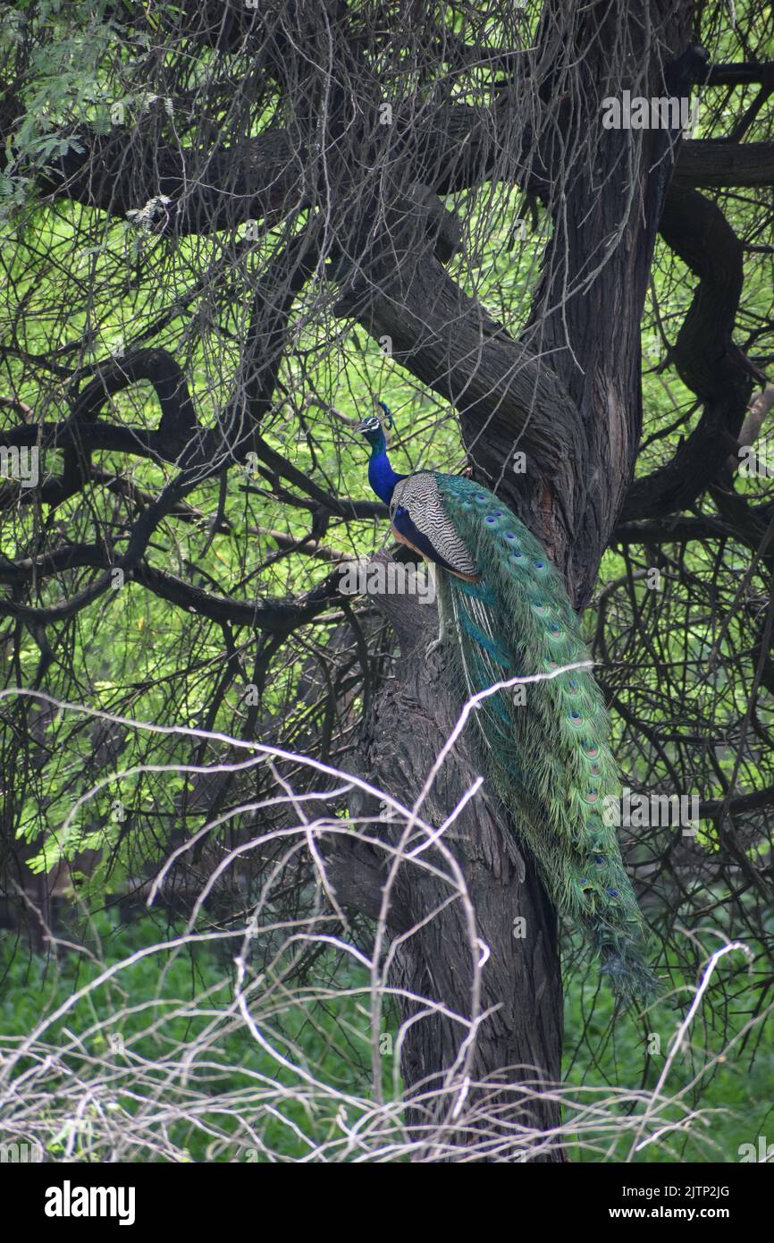 Birda of indian subcontinent hi-res stock photography and images - Alamy