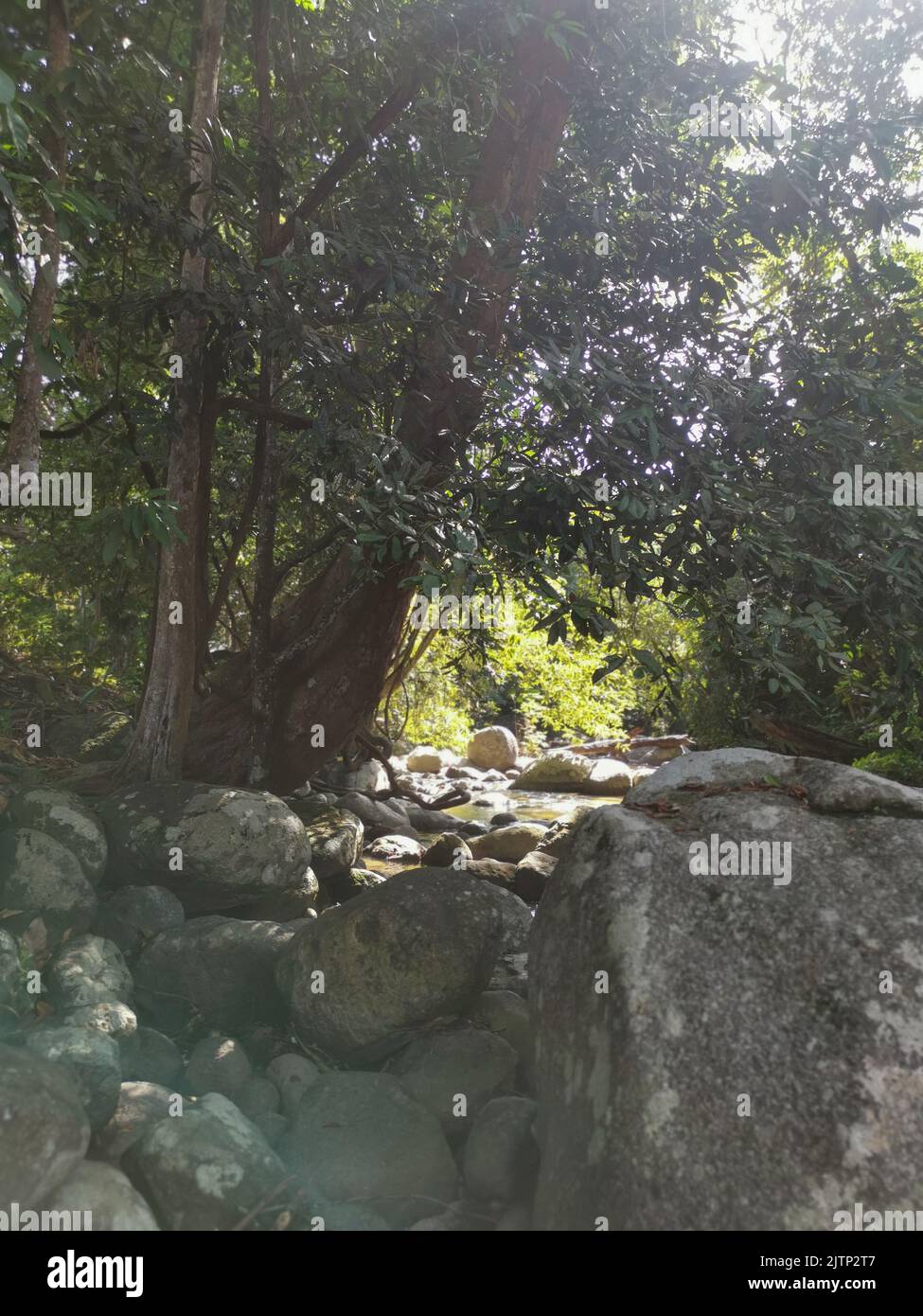 Rocky stream tree trunk hi-res stock photography and images - Alamy