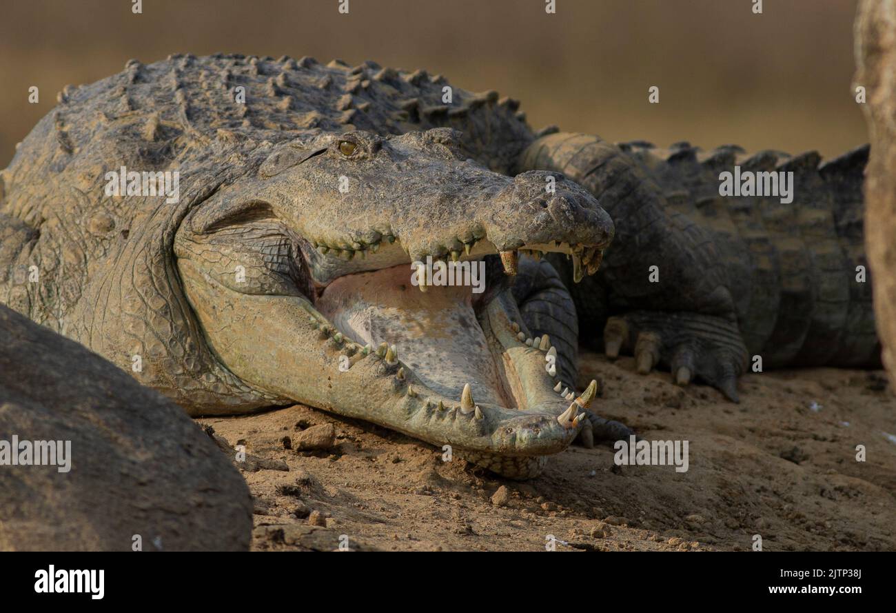 Crocodile with its mouth open basking in the sun; crocodiles resting; mugger crocodile from Sri Lanka; Crocodile basking in the open; resting croc Stock Photo