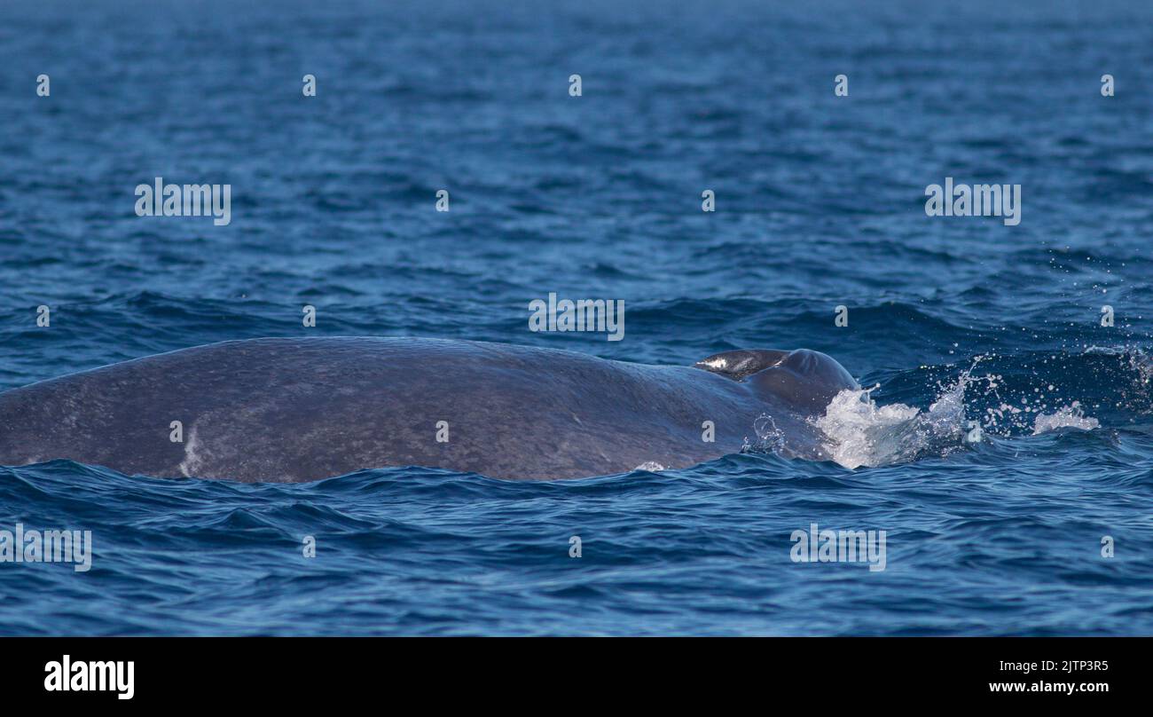 Blue whale blowing out water; whale spouting water from blow hole; whale blow hole; whale spraying water; Blue whale from Mirissa, Sri Lanka Stock Photo