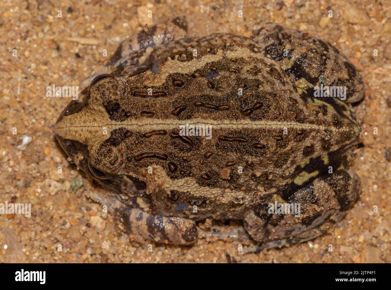 frog on the ground; frog in the sand; colourful frog; cute froggy; little frog; Uperodon taprobanicus from Sri Lanka; burrowing frog; Toilet frog; fro Stock Photo