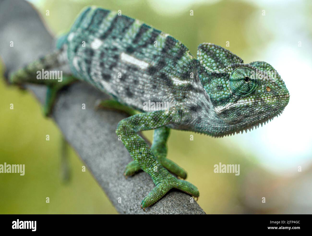 Chameleon on a branch; Green chameleon; Chameleon extending arm; green lizard; green reptile; Chamaeleo zeylanicus from the dry zone of Sri Lanka Stock Photo
