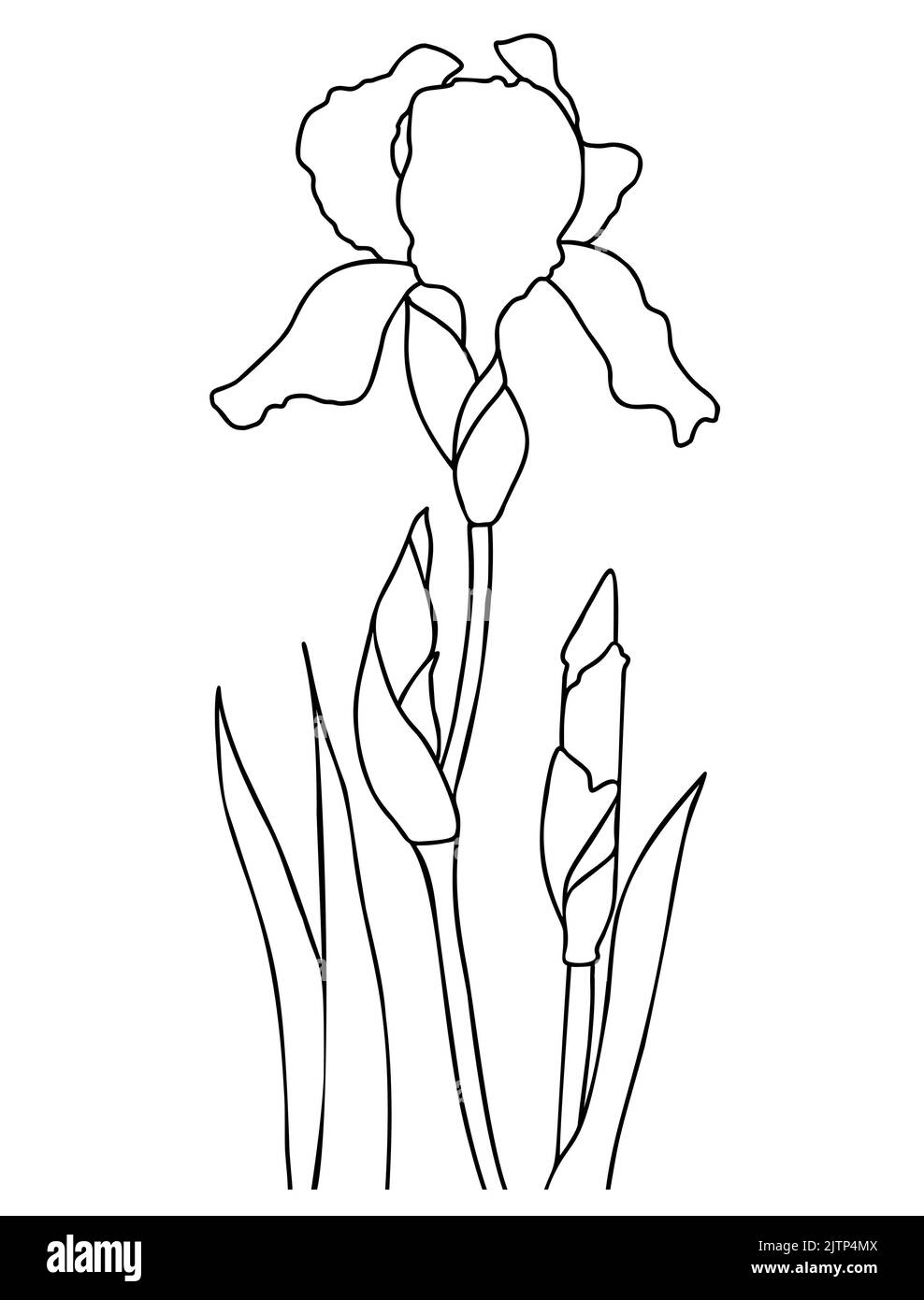 Blooming iris flower with buds and leaves. Vector illustration. Linear hand drawing, sketch of