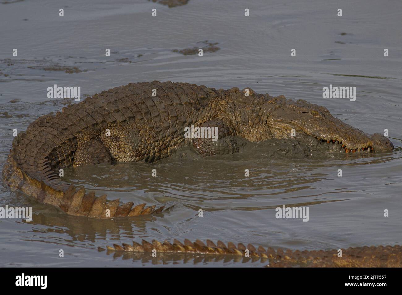 two crocodiles in the water; crocodiles swimming; Crocodiles resting