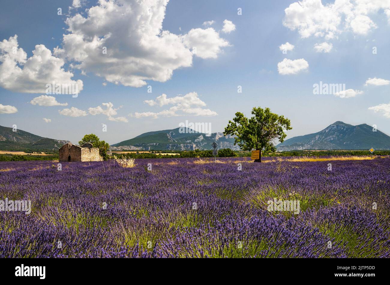 Blooming lavender field (Lavandula angustifolia) in Provence, France, Europe Stock Photo