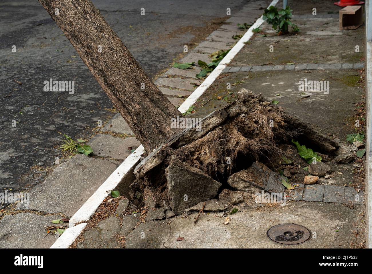 Tree Is Stuck Tree branch stuck on electrical wires after a heavy storm Stock Photo ...